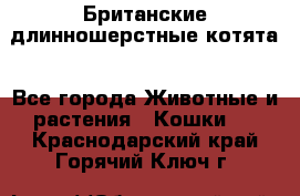 Британские длинношерстные котята - Все города Животные и растения » Кошки   . Краснодарский край,Горячий Ключ г.